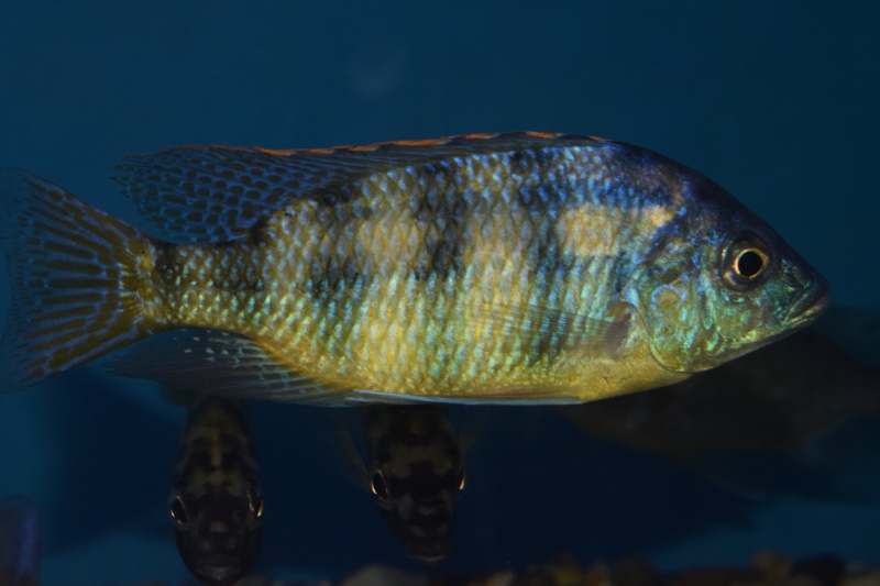 Protomelas sp. 'johnstoni solo'